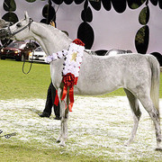 Ajman Show - Champion Mare Lumiar Bint Balzac