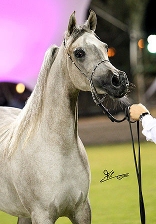 Ajman Show - Res. Champion Filly Juwanda