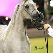 Ajman Show - Res. Champion Filly Juwanda