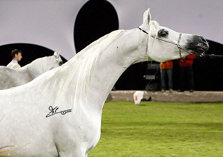 Ajman Show - Res. Champion Mare, Chammur