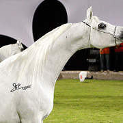 Ajman Show - Res. Champion Mare, Chammur
