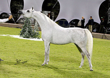 Ajman Show - Res. Champion Mare, Chammur