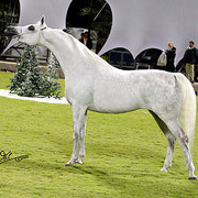 Ajman Show - Res. Champion Mare, Chammur
