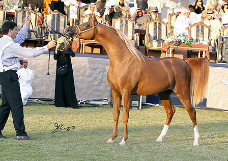 Ajman Show - Champion Colt Spartacus TO