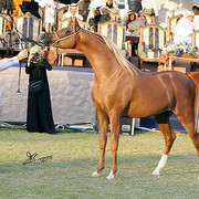 Ajman Show - Champion Colt Spartacus TO