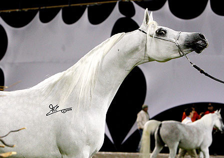 Ajman Show - Res. Champion Mare, Chammur