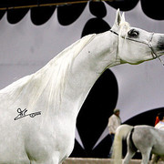 Ajman Show - Res. Champion Mare, Chammur