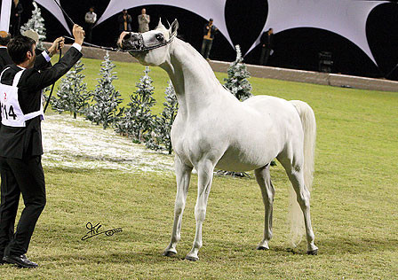 Ajman Show - Champion Stallion Maydan Madheen
