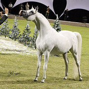 Ajman Show - Champion Stallion Maydan Madheen
