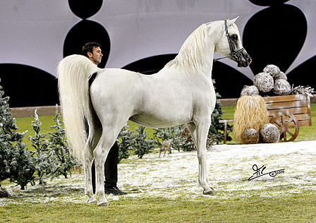 Ajman Show - Champion Stallion Maydan Madheen