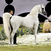 Ajman Show - Champion Stallion Maydan Madheen