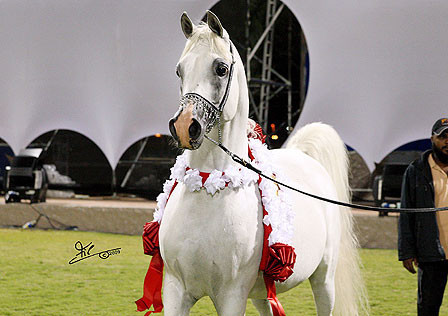 Ajman Show - Champion Stallion Maydan Madheen