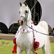 Ajman Show - Champion Stallion Maydan Madheen