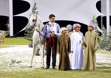 Ajman Show - Res. Champion Stallion Natsir Apal