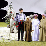 Ajman Show - Res. Champion Stallion Natsir Apal
