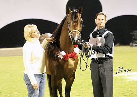 Ajman Show - Res. Champion Colt Alfonzo