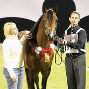 Ajman Show - Res. Champion Colt Alfonzo