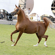 Ajman Show - Champion Colt Spartacus TO