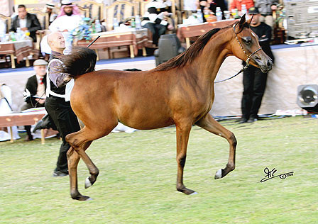 Ajman Show - Champion Filly Al Aryam Suhayla