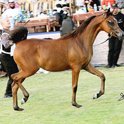 Ajman Show - Champion Filly Al Aryam Suhayla