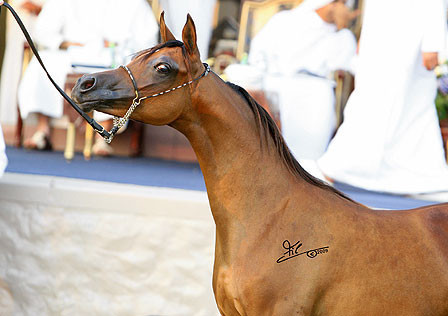 Ajman Show - Champion Filly Al Aryam Suhayla