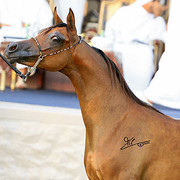 Ajman Show - Champion Filly Al Aryam Suhayla