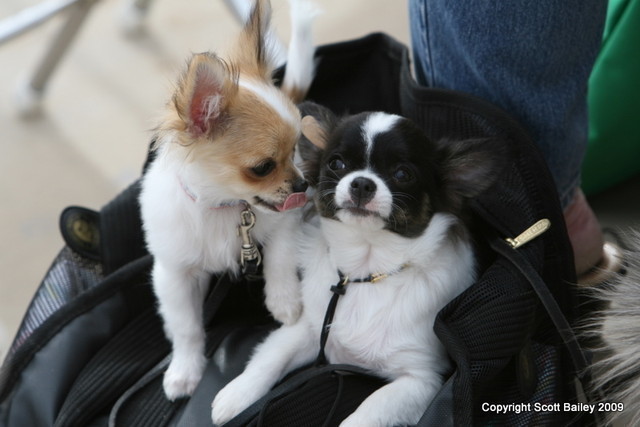 IMG_9278.JPG - The Scottsdale show is not just about horses, there are always cute dogs everywhere you turn
