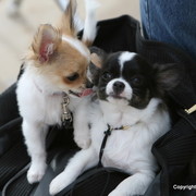 IMG_9278.JPG - The Scottsdale show is not just about horses, there are always cute dogs everywhere you turn