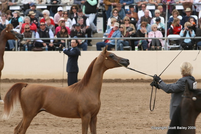 Colts - Charisma El Jamaal, with Bog Boggs