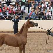 Colts - Charisma El Jamaal, with Bog Boggs