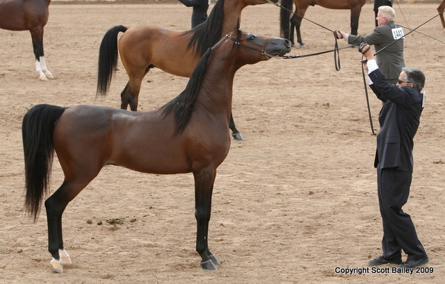 Colts - Aria Impresario by Marwan Al Shaqab, owned by Aria Arabians, Champion 3 year old colt