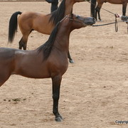 Colts - Aria Impresario by Marwan Al Shaqab, owned by Aria Arabians, Champion 3 year old colt