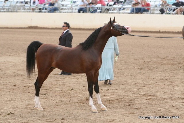 Stallions - Pstrategy by Padrons Psyche and out of Bey Shahs Lady owned and bred by Lucy Whittier and shown by Ricardo Rivaro, Champion 5 year old stallion