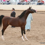 Stallions - Pstrategy by Padrons Psyche and out of Bey Shahs Lady owned and bred by Lucy Whittier and shown by Ricardo Rivaro, Champion 5 year old stallion