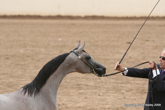 Champion Colt - Michael Byatt with the Champion Jr. Colt by Marwan x HB Bessolea, owned by Mystica Arabians