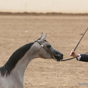 Champion Colt - Michael Byatt with the Champion Jr. Colt by Marwan x HB Bessolea, owned by Mystica Arabians