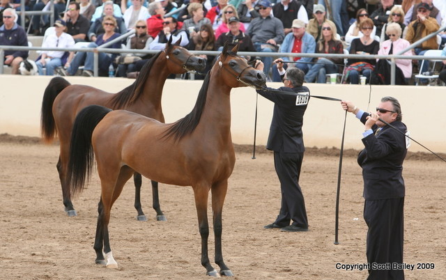 Filly Champions - Greg Knowles with RA Nefertiti by Marwan in the front, and Michael Byatt with ABHA Qalams the Reserve Champion Jr. Filly