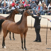 Filly Champions - Greg Knowles with RA Nefertiti by Marwan in the front, and Michael Byatt with ABHA Qalams the Reserve Champion Jr. Filly
