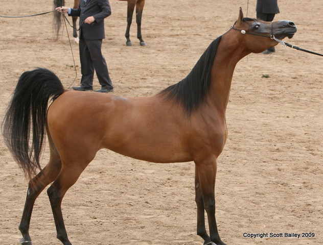 Mares - Keith Krichke and Champion Mare Dulcinea BHF by Denali BHF bred by Battle Hill Farm