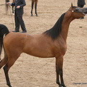 Mares - Keith Krichke and Champion Mare Dulcinea BHF by Denali BHF bred by Battle Hill Farm