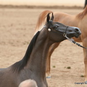 Colts - Keith Krichke with WR El Chall, the Reserve Champion Jr. Colt owned by North Arabians and bred by Don Camacho Jr of Windrose Farm.
