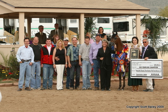 Signature Colts - D Marc by QR Marc, owned by Dubai Stud and bred by Rohara Arabians, Unanimous Champion Scottsdale Signature Colt and winner of $29,000