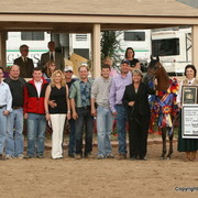 Signature Colts - D Marc by QR Marc, owned by Dubai Stud and bred by Rohara Arabians, Unanimous Champion Scottsdale Signature Colt and winner of $29,000