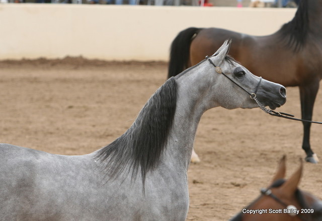Mares - HB Martina by ST Synbad owned by Oakridge Arabians