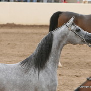 Mares - HB Martina by ST Synbad owned by Oakridge Arabians