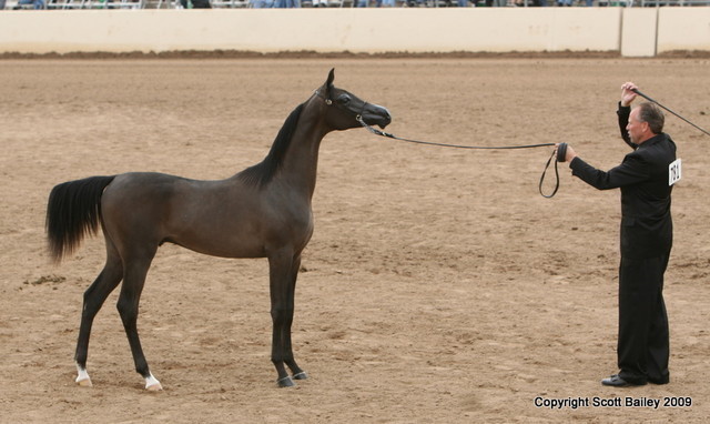 Reserve Champion - Keith Krichke with WR El Chall, the Reserve Champion Jr. Colt owned by North Arabians and bred by Don Camacho Jr of Windrose Farm.