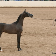 Reserve Champion - Keith Krichke with WR El Chall, the Reserve Champion Jr. Colt owned by North Arabians and bred by Don Camacho Jr of Windrose Farm.