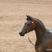 Mares - Andy Sellman with the Reserve Champion Mare Scheherazade PE by Armani FC bred by Pegasus Arabians
