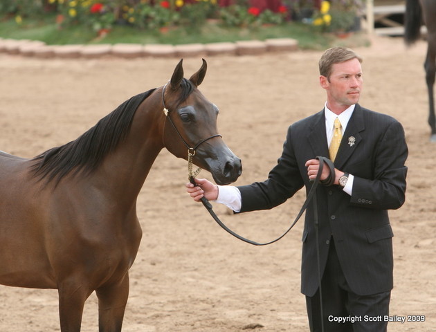 Filly - The beautiful Champion Yearling Filly Valori TRF by DA Valentino with Andy Sellman
