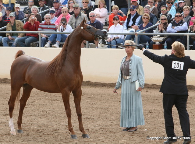 Stallions - Magnum Psyche, Champion Stallion 8 years and older with David Boggs and Supreme Champion horse of the 2009 Scottsdale Show